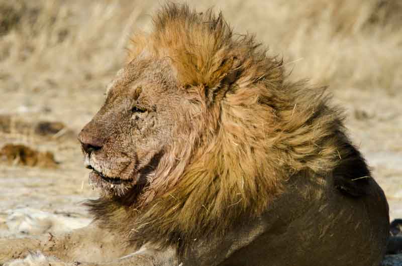 62 - Namibia - leones comiendo - parque nacional de Etosha